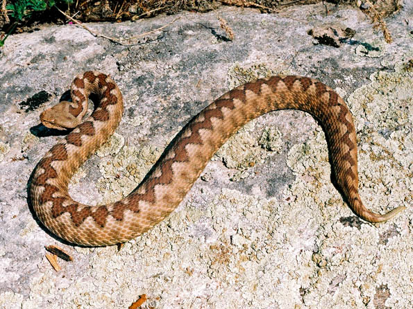 vipera_ammodytes_36.jpg