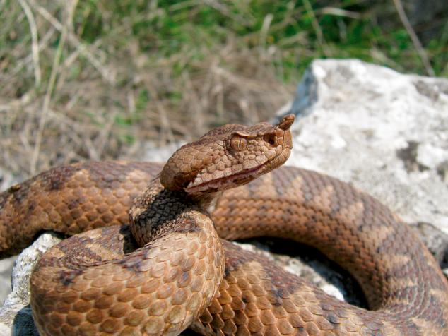 vipera-ammodytes-4342.jpg